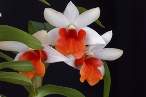Dendrobium Jiaho Candy Diamond Orchids AM/AOS 81 pts.